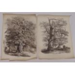 Agostino Aglio two unframed monochromatic lithographs of an oak and an elm tree, signed bottom