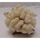 A fragment of white coral on carved hardwood stand 12cm (h)