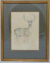Geoffrey Dashwood framed and glazed pencil drawing of a stag titled a Young Fallow Buck in Winter