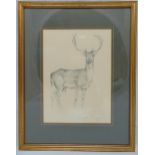 Geoffrey Dashwood framed and glazed pencil drawing of a stag titled a Young Fallow Buck in Winter