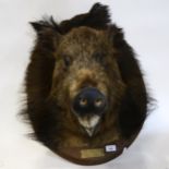 TAXIDERMY - a wild boar's head on oak wall-mounting plaque, with brass plate "Nismes 27-1-35"