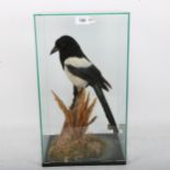 TAXIDERMY - a Eurasian magpie, on naturalistic base, in glass case, height 45cm