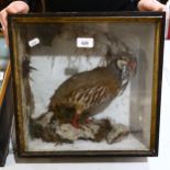 TAXIDERMY - a red legged Partridge, in naturalistic surround and glazed case, width 36cm