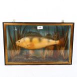 TAXIDERMY - a painted composition model Perch fish, in naturalistic surround with glazed case, width