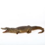 TAXIDERMY - a crocodile, length 88cm