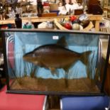 TAXIDERMY - a composition model Bream fish, in naturalistic surround, cased, width 82cm