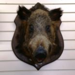 TAXIDERMY - a large wild boar head, mounted on oak shield plaque, height 70cm