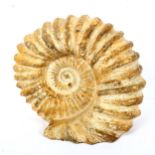 A large ammonite fossil, 19cm