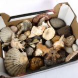 Seashells rocks etc (boxful)