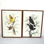 A pair of watercolours on porcelain, ornithological studies, unsigned, framed, overall 37cm x 27cm