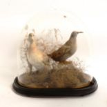 TAXIDERMY - a display of birds in naturalistic surrounding, under glass dome, overall height 37cm