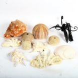 A group of seashells and coral (boxful)