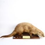 TAXIDERMY - an otter, on oak plinth advertising Fownes Gloves, otter length 86cm