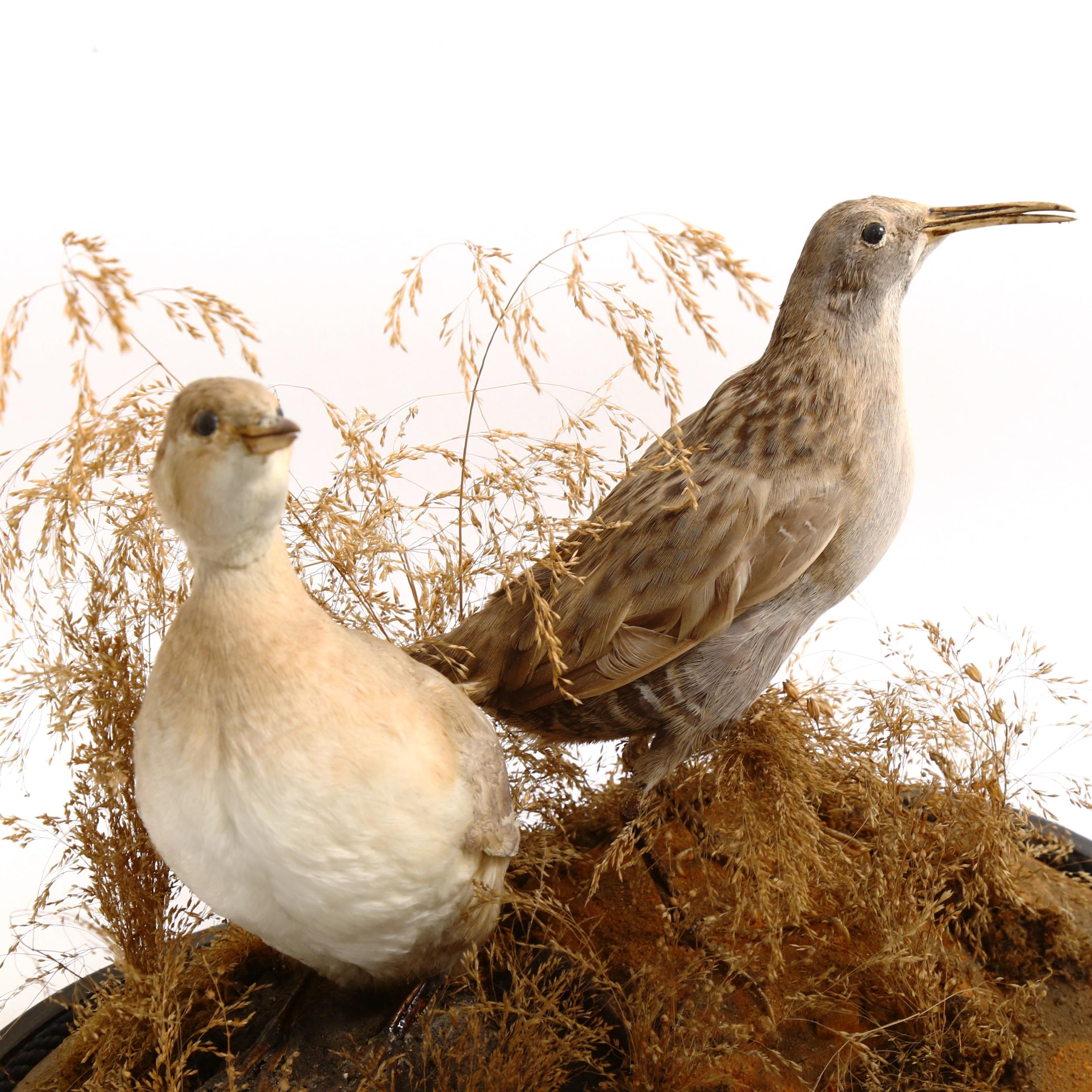 TAXIDERMY - a display of birds in naturalistic surrounding, under glass dome, overall height 37cm - Image 2 of 2