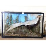 TAXIDERMY - a male white pheasant, in naturalistic surround and glazed display case, W75cm, H47cm,