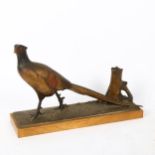 An Art Deco Austrian painted spelter pheasant desk lighter, unsigned, on satinwood base, length