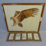 A large coloured print, eagle in flight, maple-framed, and 5 small framed prints (6)