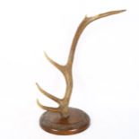 TAXIDERMY - an early 20th century stag horn antler, mounted on carved oak wall bracket, diameter