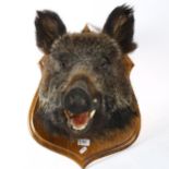 TAXIDERMY - a boar's head, on oak shield plaque, height 55cm