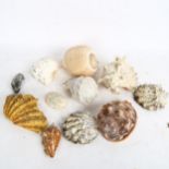 A quantity of seashells