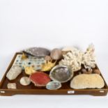 Various seashells, coral, stone samples etc