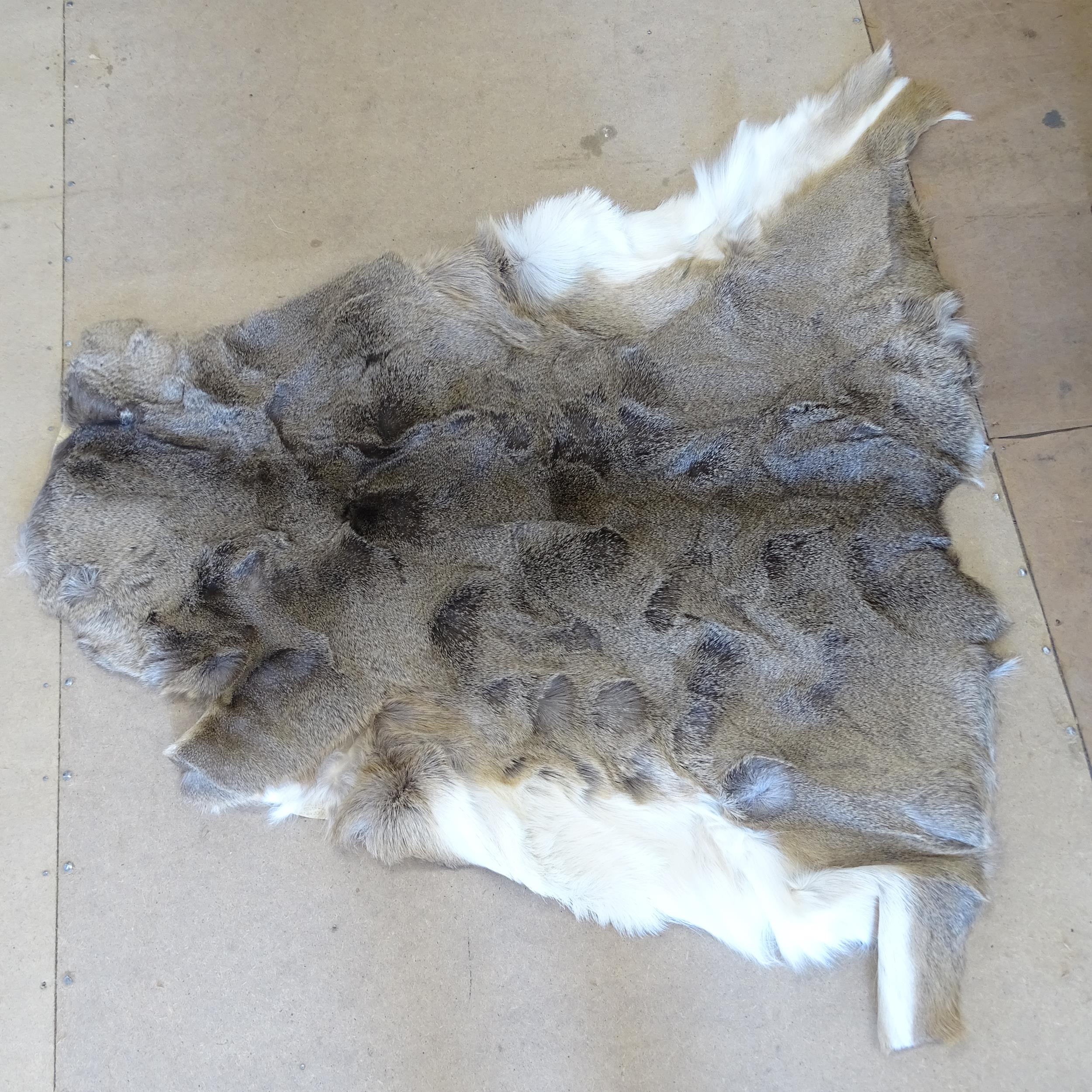 A white tail deer skin, 120 x 130cm - Image 2 of 2