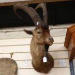 TAXIDERMY - an ibex head and antlers, height 70cm
