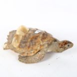TAXIDERMY - a Hawksbill sea turtle, length 43cm