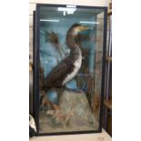 TAXIDERMY - an early 20th century cormorant, on naturalistic plinth, in glazed case, case width