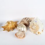 A collection of 6 seashells, largest height 21cm