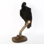 TAXIDERMY - a crow on naturalistic stand, height 50cm