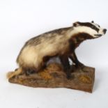 TAXIDERMY - a badger, mounted on wooden plank, length 60cm