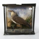 A late 19th/early 20th cased Arctic Skua bird, on naturalistic plinth, in glazed case, case width