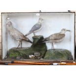 TAXIDERMY - a colony of seagulls, in naturalistic surround with glazed display case, W91cm, H61cm,