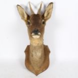 TAXIDERMY - a roe deer head, on oak shield plaque, plaque height 25cm