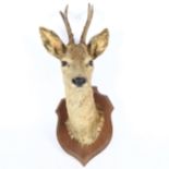 TAXIDERMY - a roe deer head, on oak shield plaque, plaque height 30cm