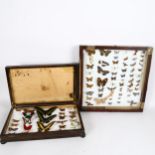 TAXIDERMY - 2 cased collections of butterflies, including Papilio Thoas, Trogonoptera Brookiana,