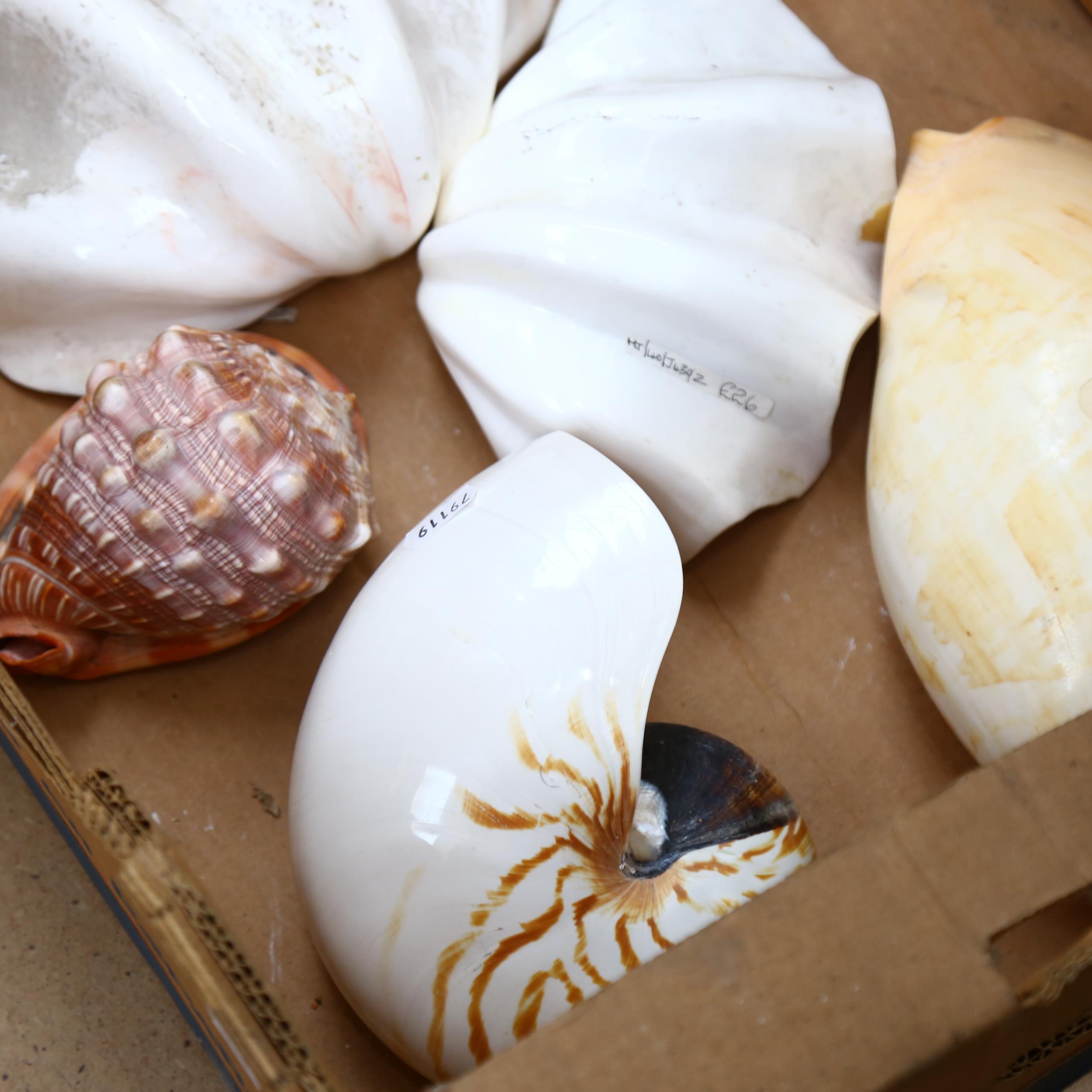 Various shells, to include nautilus, pearls etc (7) (boxful) - Image 2 of 2