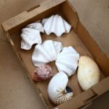 Various shells, to include nautilus, pearls etc (7) (boxful)