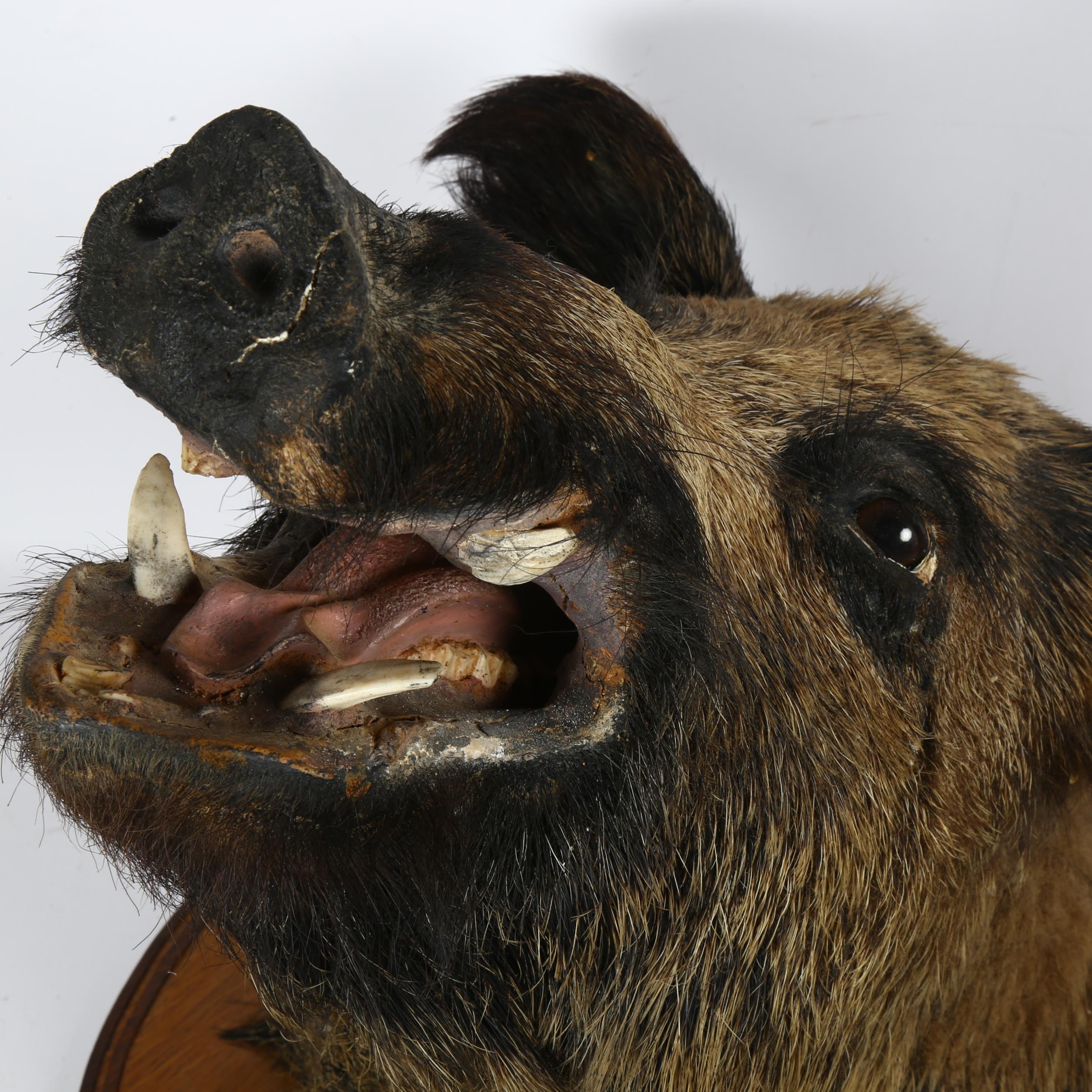 TAXIDERMY - a boar's head, on oak shield bracket, with label for Frederick Leprael (bracket height - Image 2 of 2