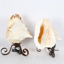 A pair of conch shell table lamps, with wrought-iron bases, height 25cm Smaller shell has 2 rim