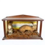 TAXIDERMY - a grey squirrel and stoat, in glazed naturalistic mahogany case, W70cm, H40cm, D30cm