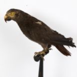 TAXIDERMY - an African Grey parrot (Psittacus Erithacus), on ebonised perch base, overall height