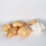 Various seashells, largest 28cm