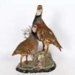 TAXIDERMY - a pair of partridges, on naturalistic base, height 38cm