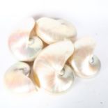 5 polished nautilus shells