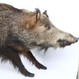 TAXIDERMY - a wild boar, length 115cm