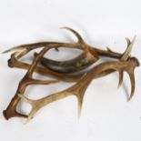 TAXIDERMY - 4 staghorn antlers, and a buffalo horn (5)