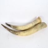 TAXIDERMY - a large pair of Highland Cattle horns, length 75cm