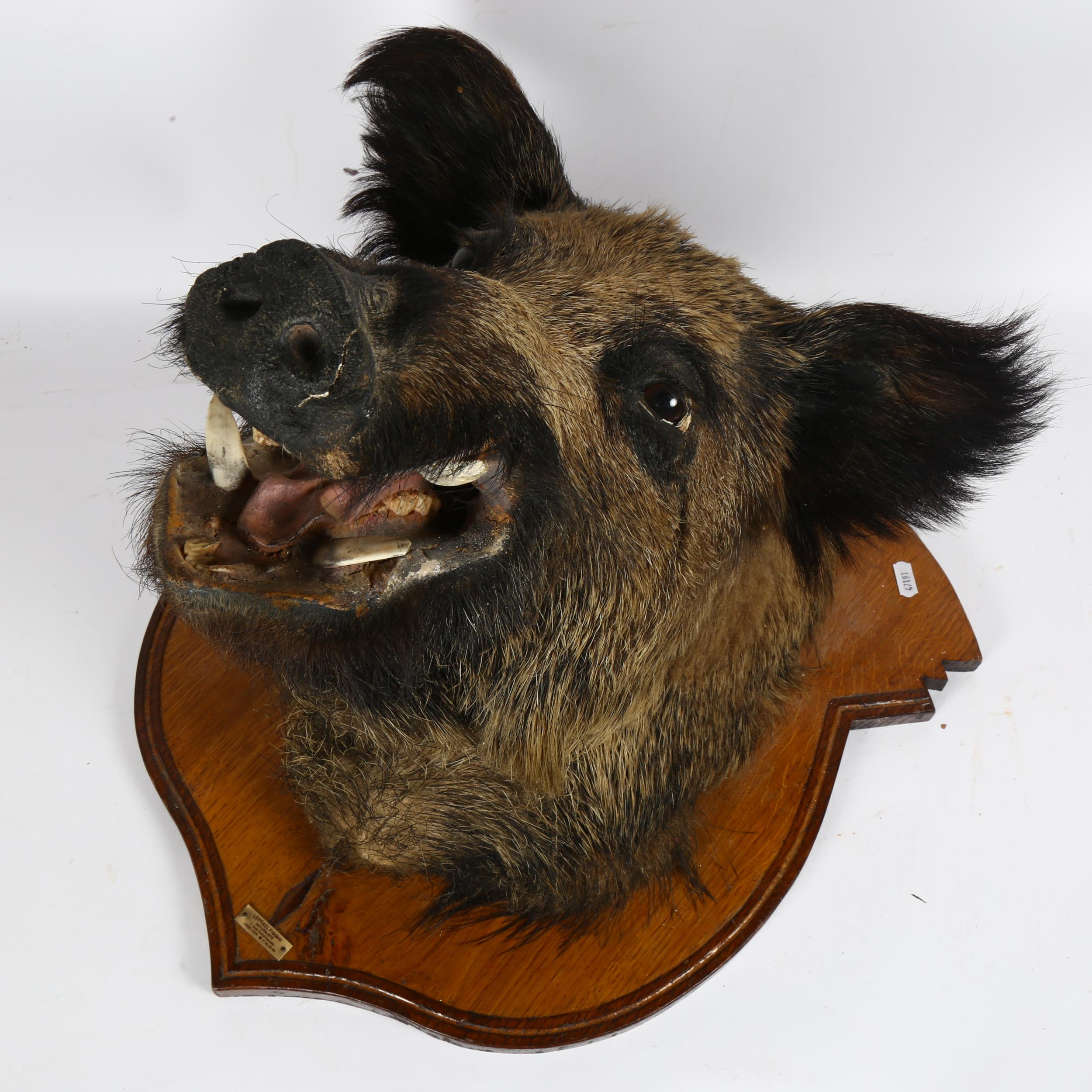 TAXIDERMY - a boar's head, on oak shield bracket, with label for Frederick Leprael (bracket height